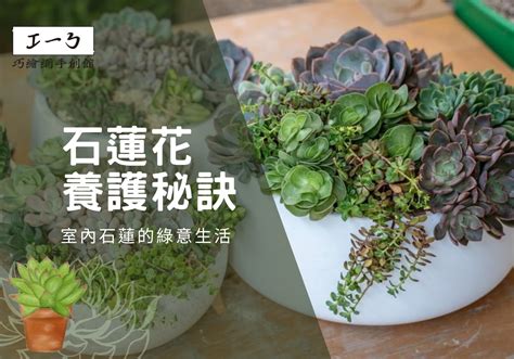 石蓮花風水|石蓮花要如何栽種呢？